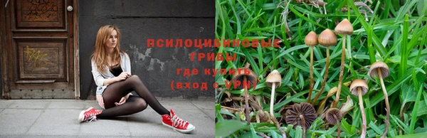 прущие грибы Медногорск