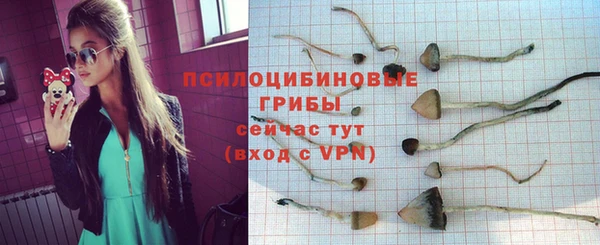 прущие грибы Медногорск